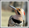 Flicker