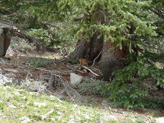 Marmot country