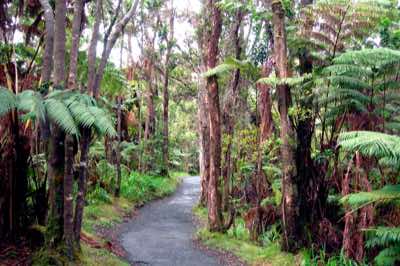 After we passed through a large lava tube, we traveled through this tropical forest in the Hawaii volcanoes national park. Day four - 18/02/06