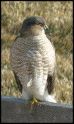 Sharp-Shinned Hawk